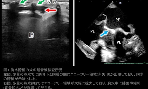 孕妇尿蛋白3 对胎儿发育有影响吗-怀孕期间尿蛋白3 什么原因网-分享孕期检查尿蛋白结果三个 是怎么回事，怀孕尿蛋白3个加号严重吗怎么办知识库