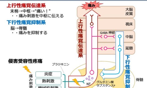 孕妇尿蛋白3 对胎儿发育有影响吗-怀孕期间尿蛋白3 什么原因网-分享孕期检查尿蛋白结果三个 是怎么回事，怀孕尿蛋白3个加号严重吗怎么办知识库